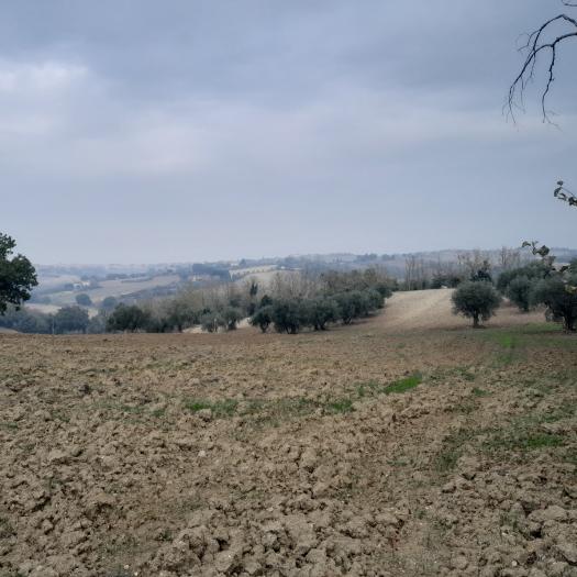 terreno agricolo