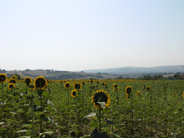villa / abitazione singola