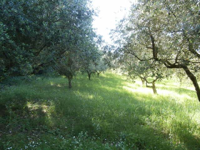 terreno agricolo