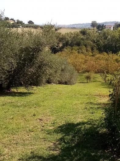 Terreno agricolo in Vendita - Senigallia | euro 100000 Terreno agricolo in Vendita - Senigallia | euro 100000